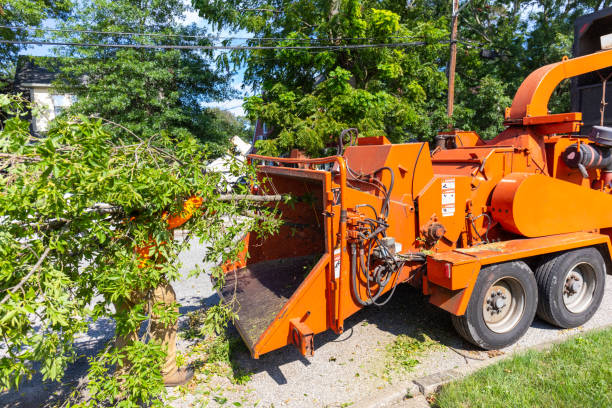 Best Tree Cutting Near Me  in USA